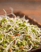 5 Part Salad Mix Sprout – 1,000 Seeds