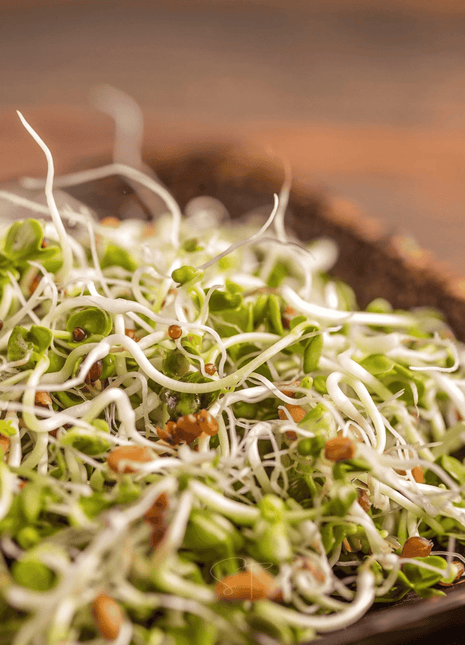 5 Part Salad Mix Sprout – 1,000 Seeds