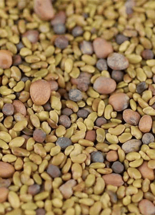 5 Part Salad Mix Sprout – 1,000 Seeds