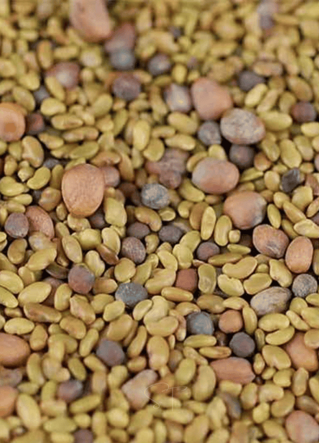 5 Part Salad Mix Sprout – 1,000 Seeds