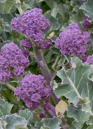 Purple Sprouting Broccoli – 100 Seeds