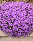Purple Rockcress – 250 Seeds