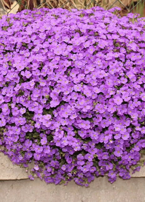 Purple Rockcress – 250 Seeds