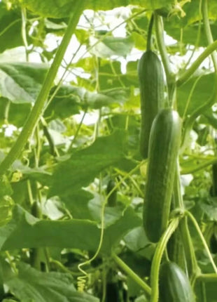 Beit Alpha Cucumber – 30 Seeds
