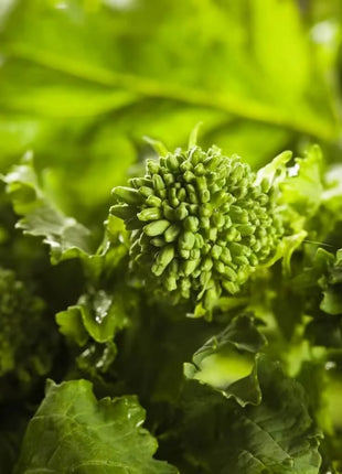 Rapini Raab Broccoli – 100 Seeds