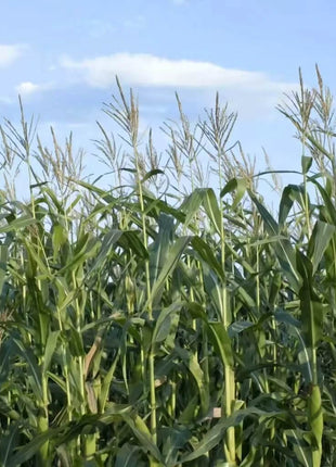Indian Ornamental Corn – 30 Seeds