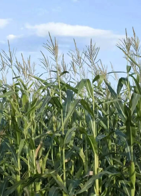 Indian Ornamental Corn – 30 Seeds