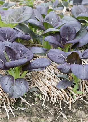 Osaka Purple Mustard – 100 Seeds