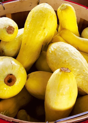 Early Prolific Straightneck Squash – 25 Seeds