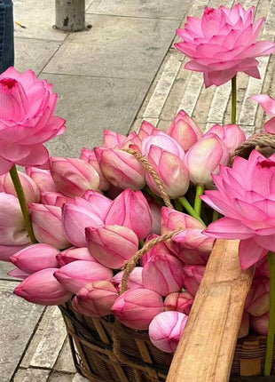 🔥 [7 days germination] Last Day Sale -49% OFF💐The Sacred Bonsai Bowl Lotus Flower