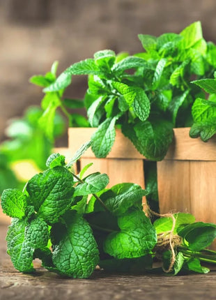 Mint – 100 Seeds
