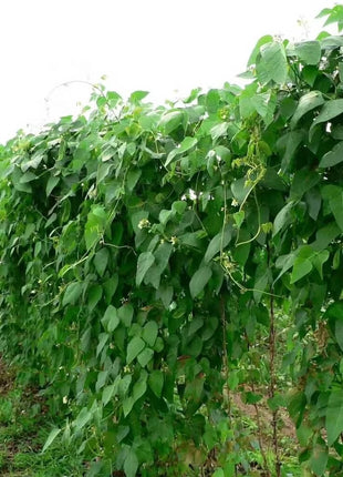 Henderson Lima Bean (Pole) – 15 Seeds
