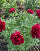 Double Flowering Fernleaf Peony Seeds for Planting – Heirloom, Non-GMO, High Germination Fragrant Blooms for Spring Gardens