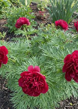 Double Flowering Fernleaf Peony Seeds for Planting – Heirloom, Non-GMO, High Germination Fragrant Blooms for Spring Gardens