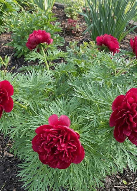 Double Flowering Fernleaf Peony Seeds for Planting – Heirloom, Non-GMO, High Germination Fragrant Blooms for Spring Gardens