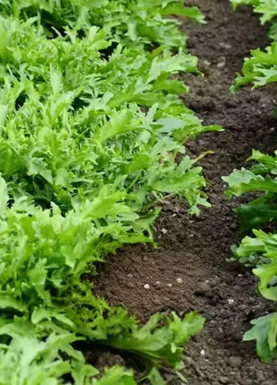 Green Curled Ruffec Endive – 200 Seeds