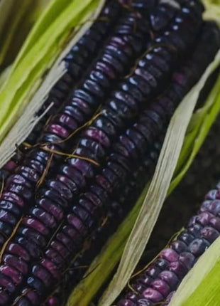 Hopi Blue Corn – 30 Seeds