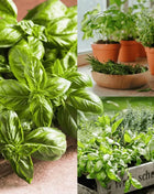 Culinary Herb Seed Collection – 15 Varieties