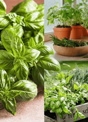 Culinary Herb Seed Collection – 15 Varieties
