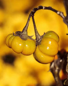 Pumpkin On A Stick Eggplant – 15 Seeds