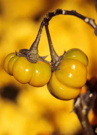 Pumpkin On A Stick Eggplant – 15 Seeds