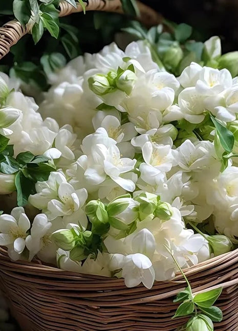 🌸 Last Day 49% OFF – Winter-Friendly Hanging Jasmine—Dreamy Indoor Flower🌿❄️-1