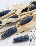 Hopi Blue Corn – 30 Seeds