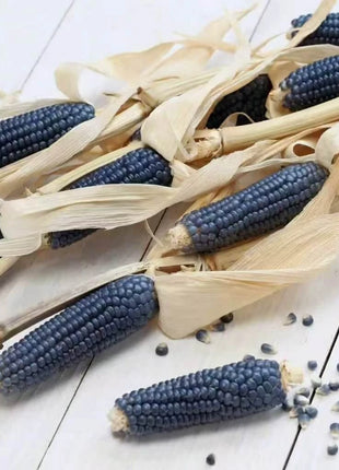 Hopi Blue Corn – 30 Seeds