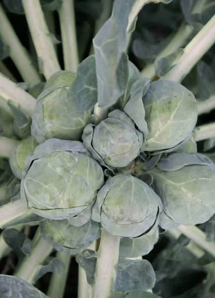 Catskill Brussels Sprouts – 250 Seeds