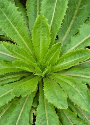Wild Lettuce – 20 Seeds