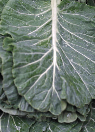 Georgia Collard Greens – 100 Seeds