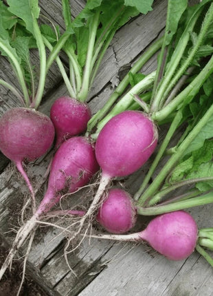 Purple Plum Radish – 250 Seeds