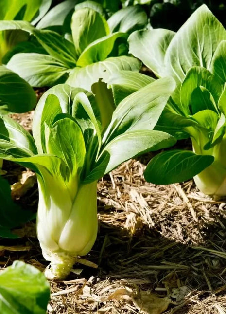 Canton Pak Choi – 100 Seeds