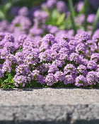 Creeping Thyme – 250 Seeds