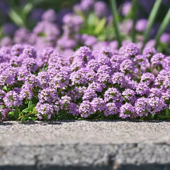Collection image for: Thyme