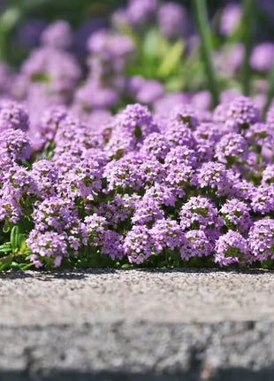Creeping Thyme – 250 Seeds