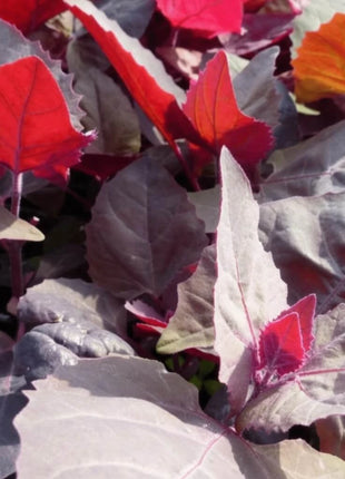 Ruby Red Orach – 25 Seeds
