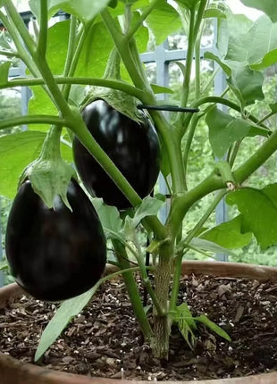 Black Beauty Eggplant – 50 Seeds