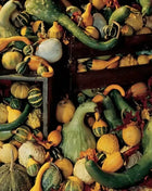 Large & Small Mix Gourds – 20 Seeds