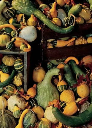 Large & Small Mix Gourds – 20 Seeds