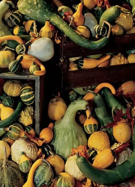 Large & Small Mix Gourds – 20 Seeds