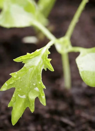 Mizuna Early Mustard – 100 Seeds