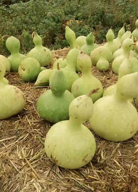 Birdhouse Bottle Gourd – 15 Seeds
