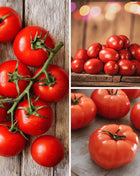 Tomato Garden Seed Collection – 6 Varieties