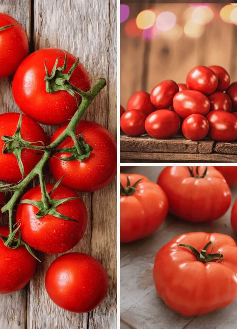Tomato Garden Seed Collection – 6 Varieties