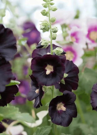 Jet Black Hollyhock - 25 Seeds