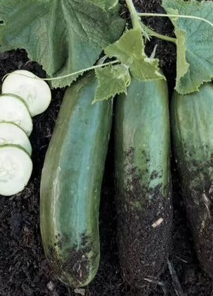 Straight 8 Cucumber – 30 Seeds
