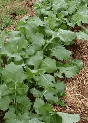 Premier Kale – 250 Seeds