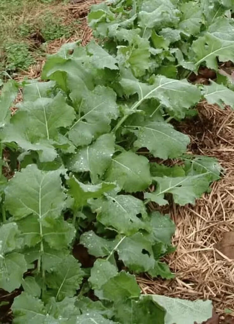 Premier Kale – 250 Seeds