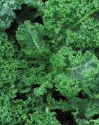Vates Blue Scotch Curled Kale – 250 Seeds